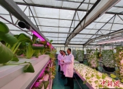 科技赋能助力新疆蔬菜产业高质量发展