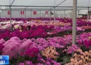 春节 氛围担当 登场 年宵花销售迎来旺季