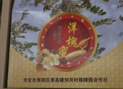 江苏淮阴：菌菇撑开 致富伞 ，槐花酿就 幸福春 